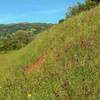 Palassou Ridge comes into view as one rounds a wildflower (orange California poppies and purple smooth vetch) covered bend on Mendoza Trail.