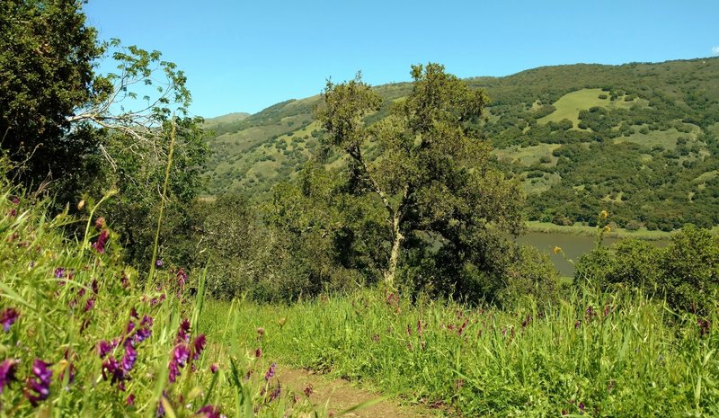 Palassou Ridge is in the distance on the east side of Coyote Lake (below), as Mummy Mountain Trail travels through purple smooth vetch wildflowers.