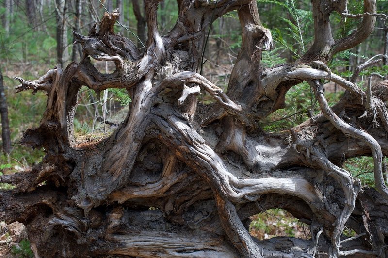 Tree Roots Of A Fallen Tree