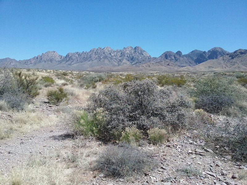 View of the Organ Mountains