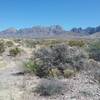 View of the Organ Mountains