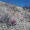 Fendler cactus on the hillside