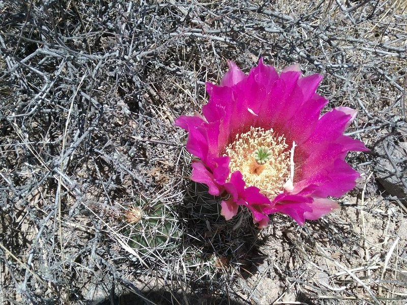 Fendler cactus bloom.