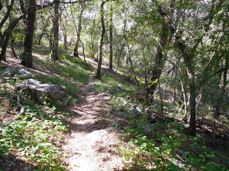 Gabrielino Trail near Newcomb Pass. Shady with abundant poison oak.