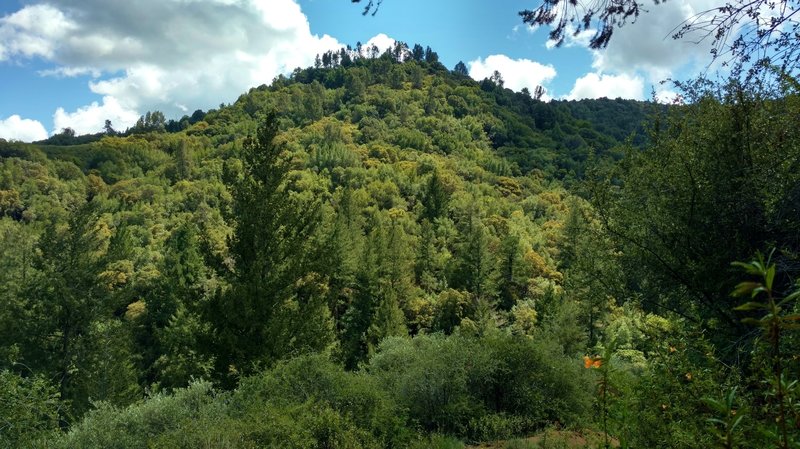 Forested ridge on the far side of the deep Swanson Creek Valley, seen ...