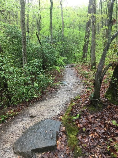 Lush trail along a creek bed