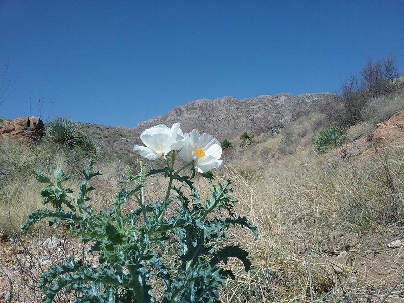 Looking west from the trail, prickly poppies