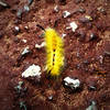 A caterpillar on the volcanic rock.