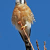 American Kestrel
