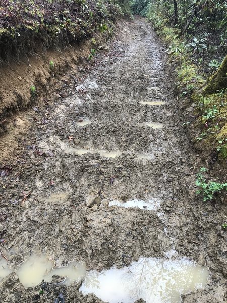 Typical muddy trail with standing water.