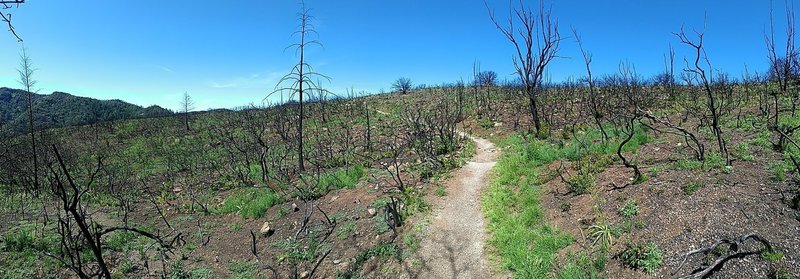 Ridgetop spring growth April 2018 (after October 2017 fires)