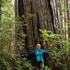 Yet another giant coast redwood