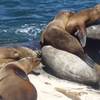Seals and sea lions line the rocky shores of La Jolla Cove.