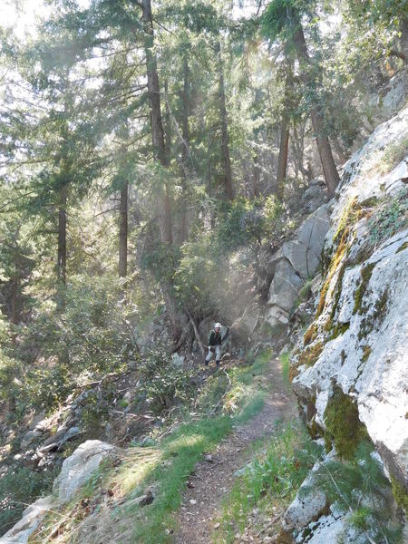 Bigcone spruce along Rim Trail near Newcomb Pass.