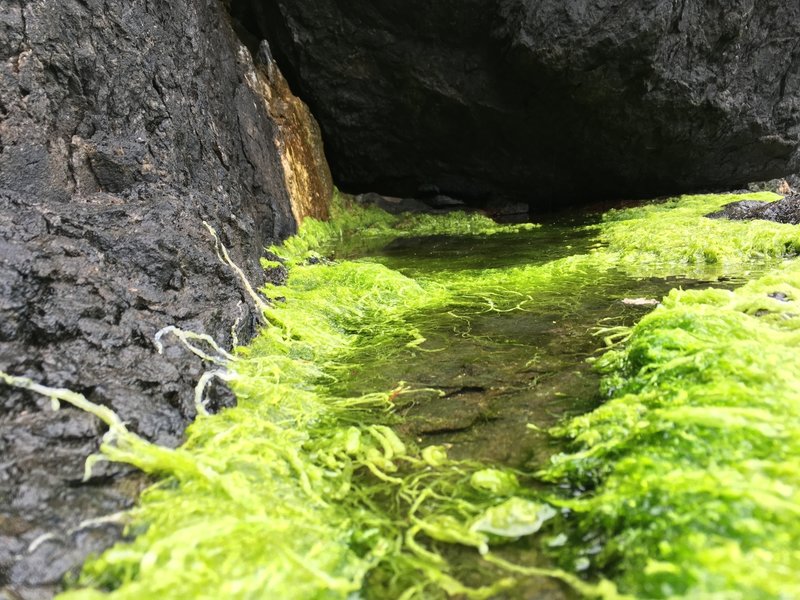 A pool of lime green moss.