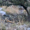 White-nosed Coati are common in Sycamore Canyon