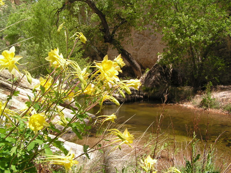 Beautiful pools in Sycamore Creek and lots of columbine