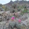 Eagle claw cactus and  Mammoth Rock