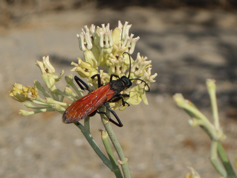 Big insect in the Anza-Borrego desert