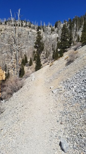Short section of shell covered trail
