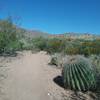 Looking NW on the trail. Huge barrel cactus.