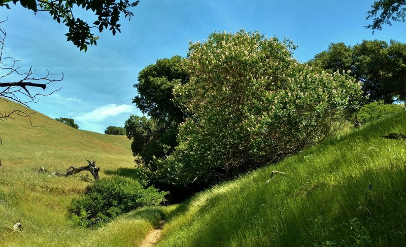 A flowering California buckeye tree among the oaks along Blue Oak Trail.