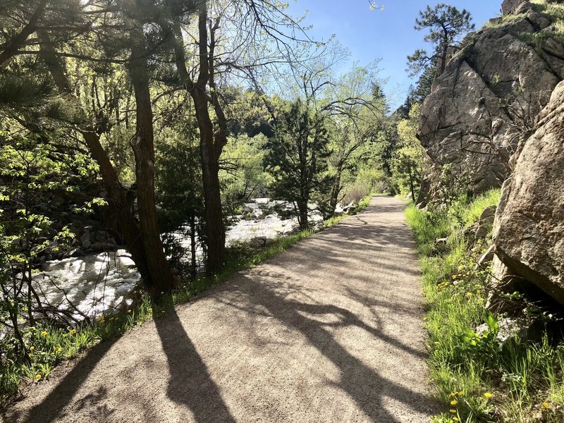 are dogs allowed in boulder creek