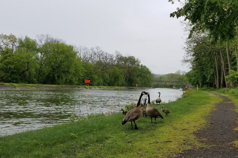 Starting the trail by the canal makes parking easy but does require not annoying the geese.