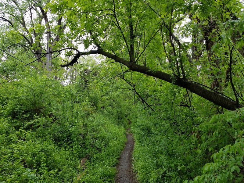 Crescent Trail (Orange) Hiking Trail, Fairport, New York