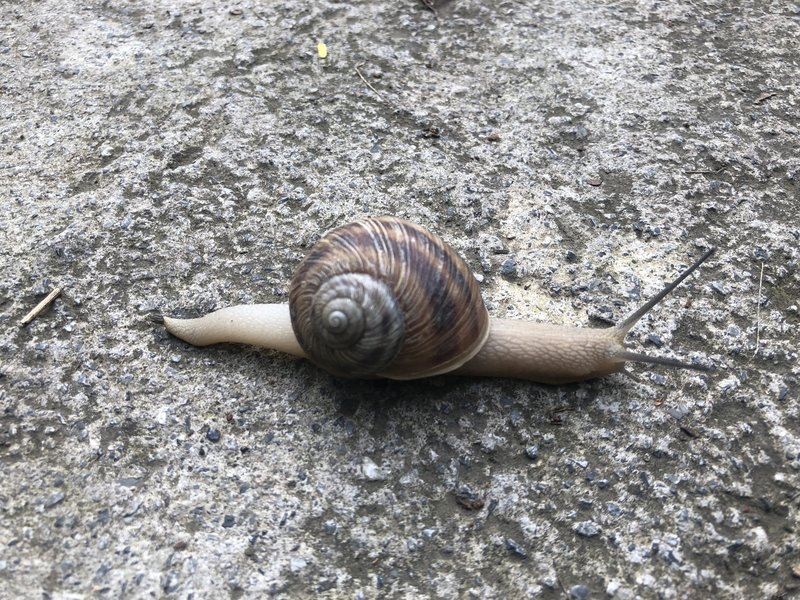 The Brown Garden Snail