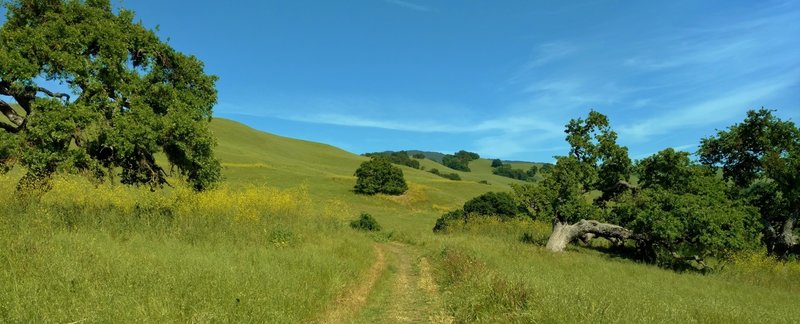 Springtime on Townsprings Trail brings bright yellow mustard and green grass to the oak studded hills that the trail runs through.