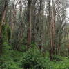 Escondido trail goes through a eucalyptus forest. Beware of poison oak!