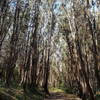 Eucalyptus trees - Loggers Loop trail