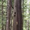 Maybe Pileated Woodpecker holes