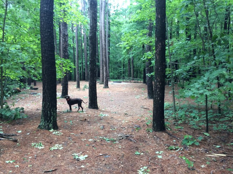 Jefferson Memorial Forest. 10 minutes from my home, hundred miles from anything!