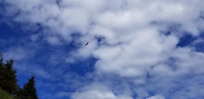Bald eagle circling above Hope Point ridge