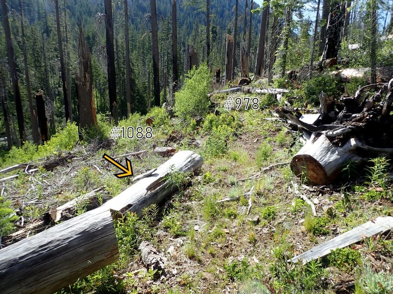Junction of the Middle Fork and Halifax Trails; the trail signage has fallen (arrow)