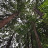 Redwood Forest near Lake Anza