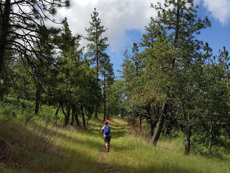 Deer Trail Hiking Trail, Medford, Oregon