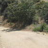 There might have been two, maybe three, patches of shade like this on Whitney Canyon Road.