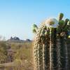 Papago Cactus late May