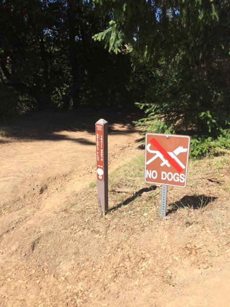 No dogs allowed on this trail but there are more options literally across the street, on the west side of Skyline Blvd