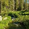 One of many streams that form Hat Creek, is crossed by Paradise Meadows Trail, near its headwaters in Paradise Meadows