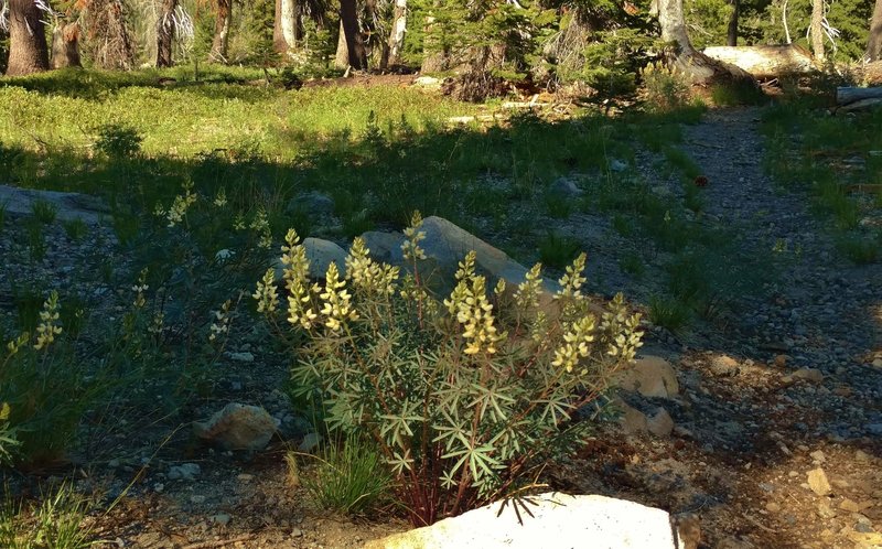 Narrow-flowered lupine, one of the few yellow lupines (most are blue or purple), along Paradise Meadows Trail.