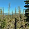 Mount Shasta can be seen in the far distance (center) to the northwest, through the trees - some burnt and some green with life, as the land along Bear Lakes Trail, recovers from the 2012 Reading Wildfire