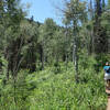 Hiker on the Lamb's Canyon trail
