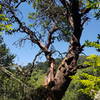 Pacific Madrone Tree