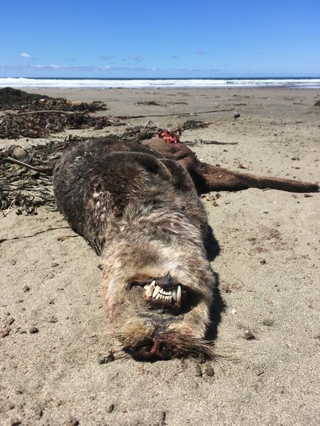 A dead otter on the beach.