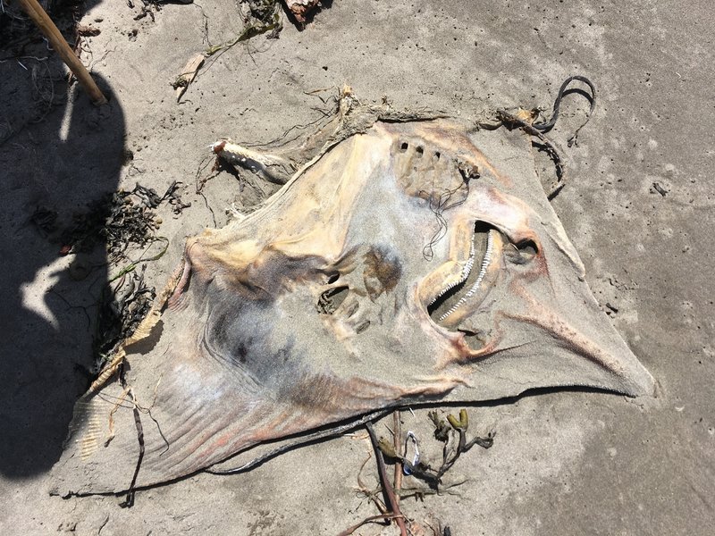 A Large Skate found on the beach.