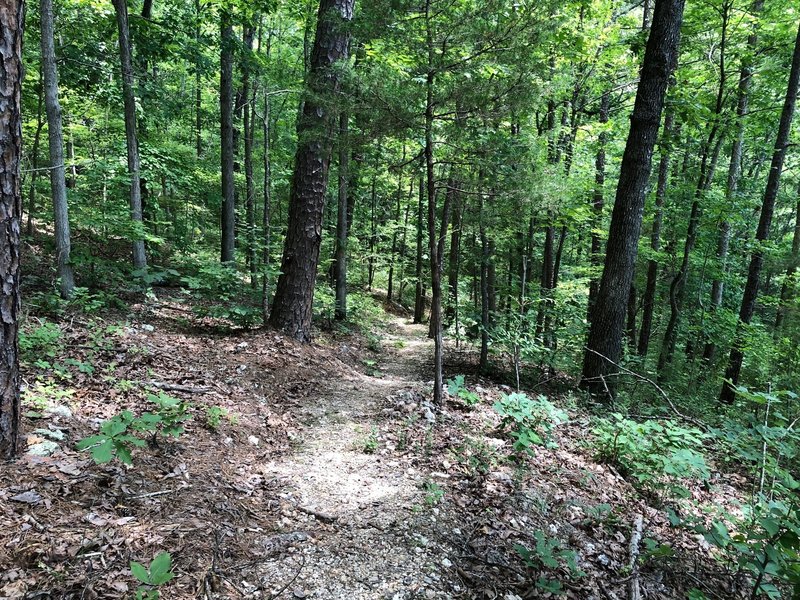 Trail in July